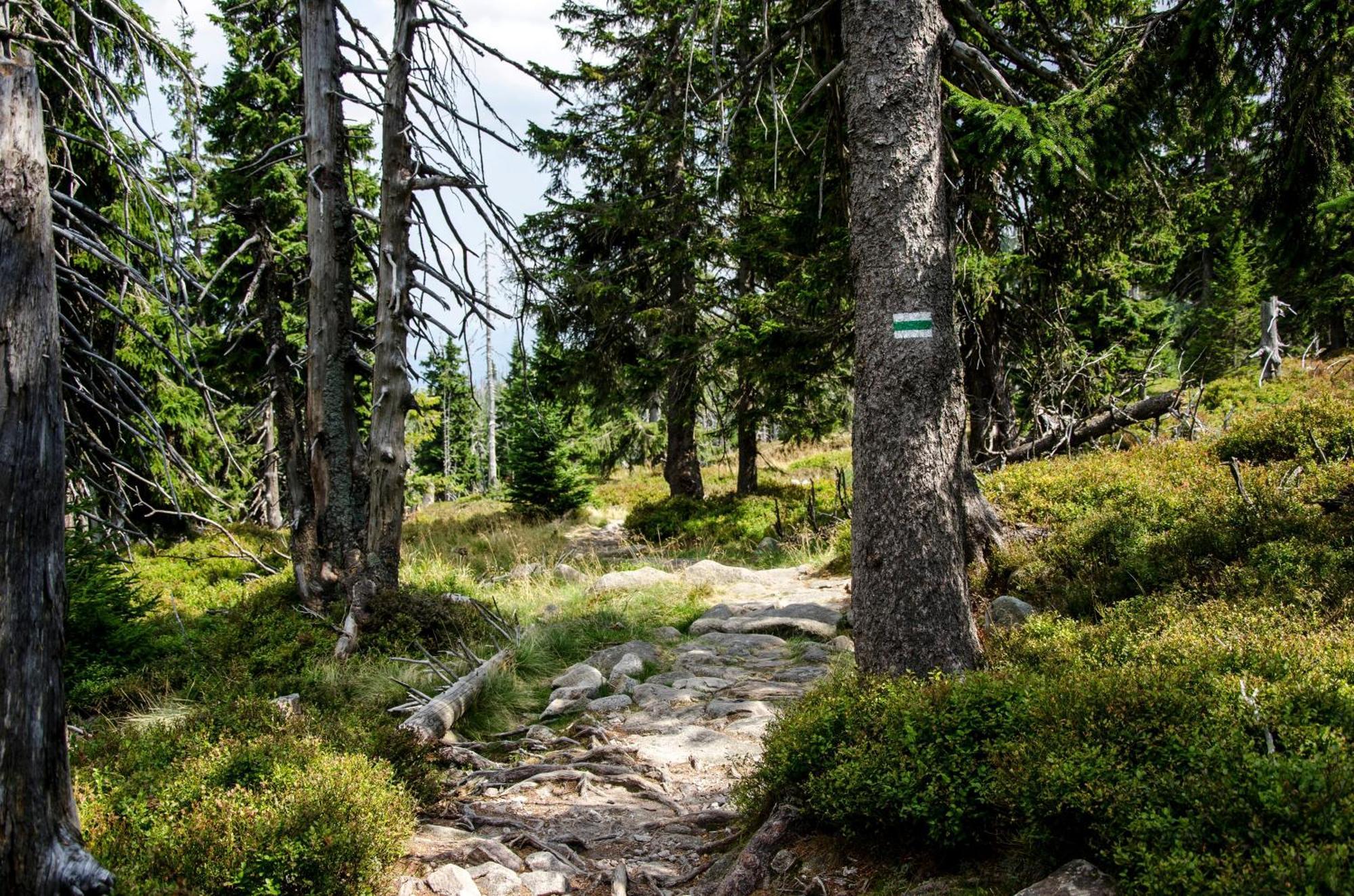 Elements Hotel&Spa Świeradów-Zdrój 外观 照片 The trail near the summit of Mount Si
